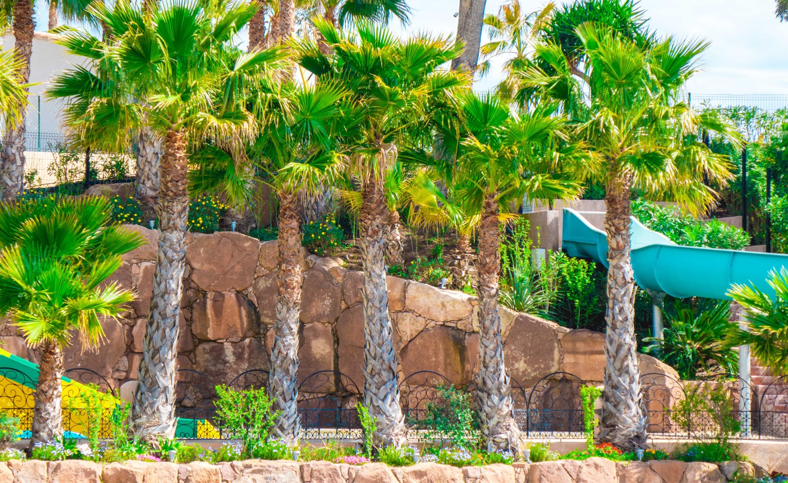 Palmier camping