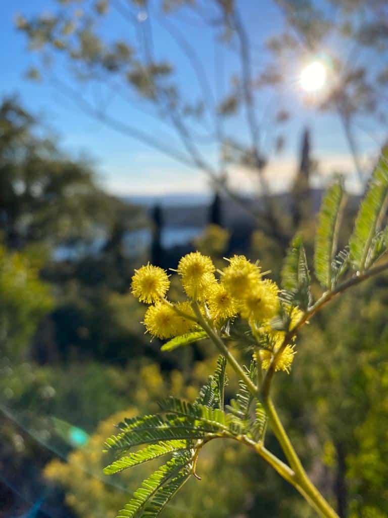 Mimosa à Esterel Caravaning-2