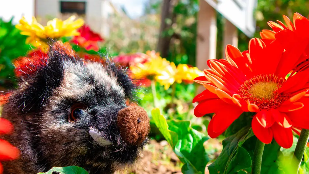 Sofy, la peluche sanglier d'Esterel Caravaning, mascotte inspirée de la famille de sangliers du camping
