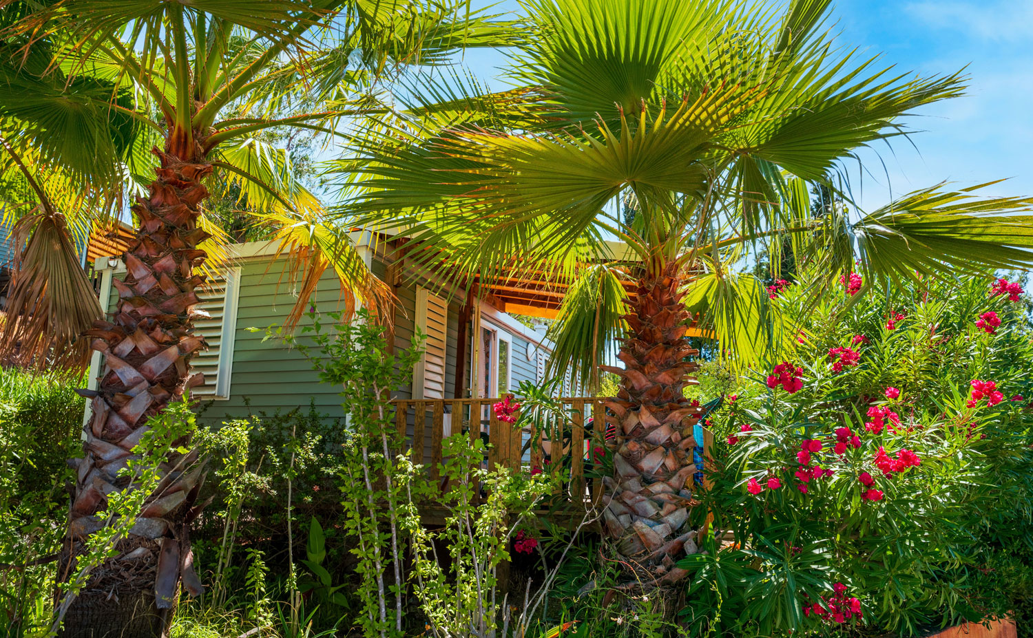 Lauriers roses en fleurs devant un mobil-home – Esterel Caravaning