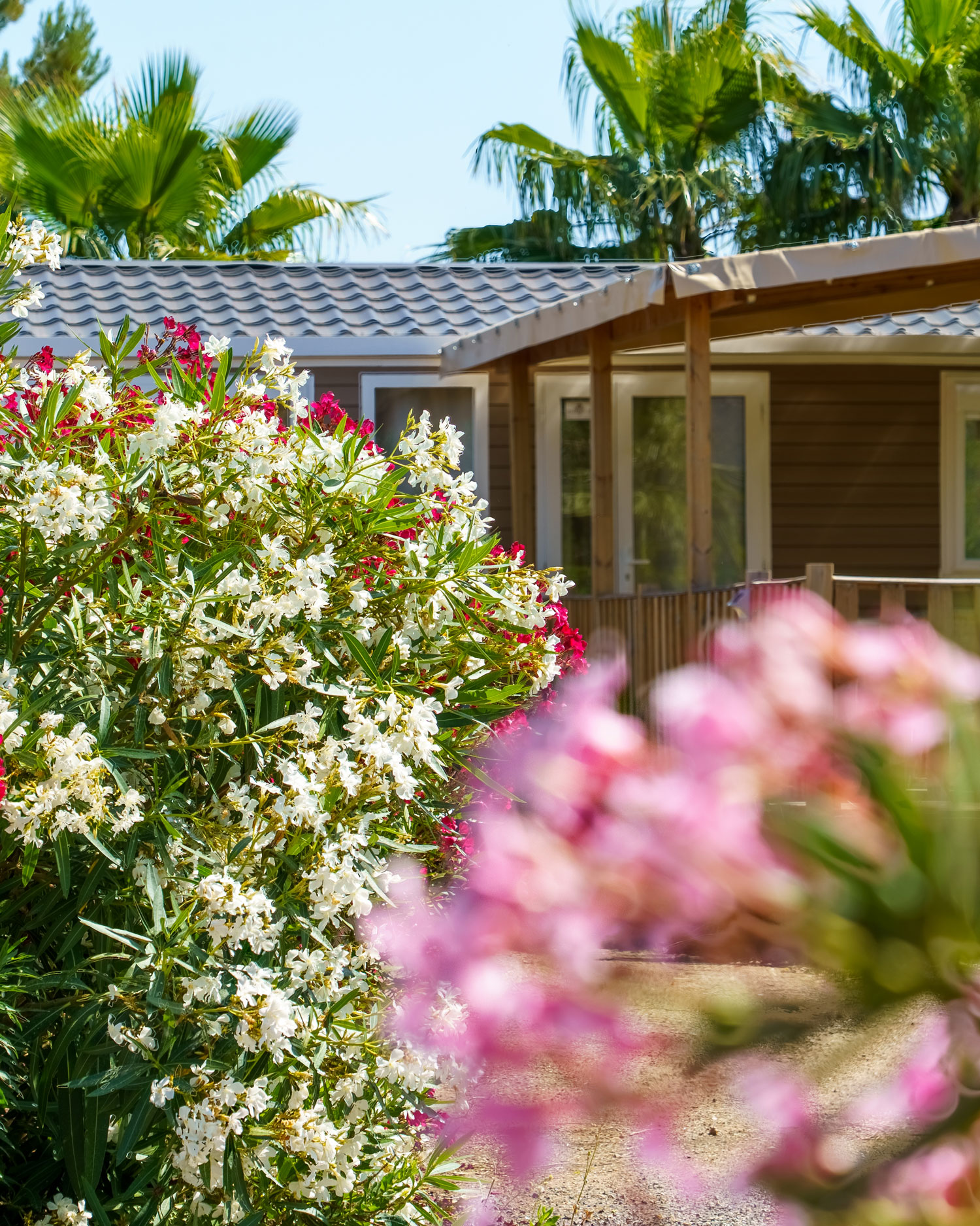 Palmiers Washingtonia et lauriers roses autour d'un mobil-home – Esterel Caravaning